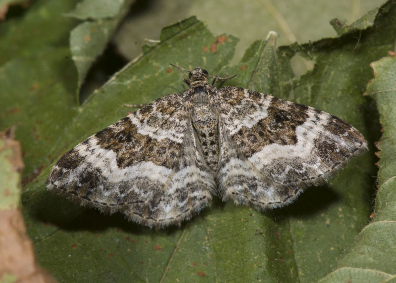 Epirrhoe alternata, Geometridae